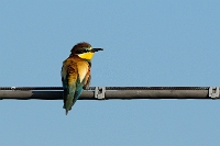 Gruccione (Merops apiaster (Gruccione)